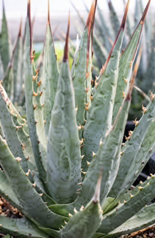 Agave Utahensis