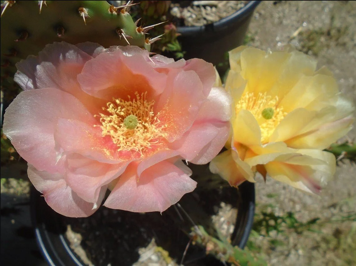 Opuntia ‘Piña Colada’ Prickly Pear — Tropical flair meets desert grit.