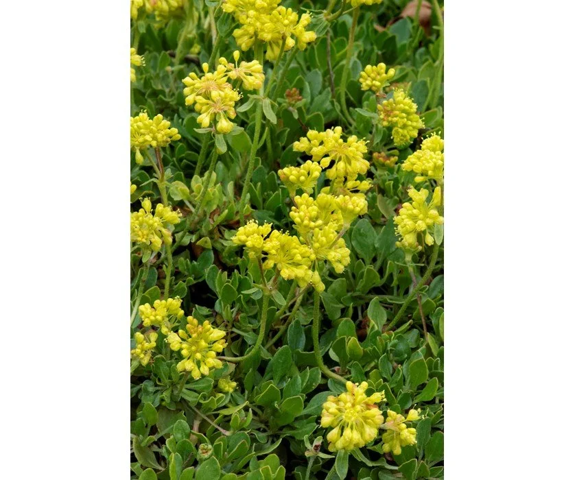 Eriogonum ‘Kana Creek’ (Kana Creek Buckwheat) - A low golden cloud that hums with pollinator life.