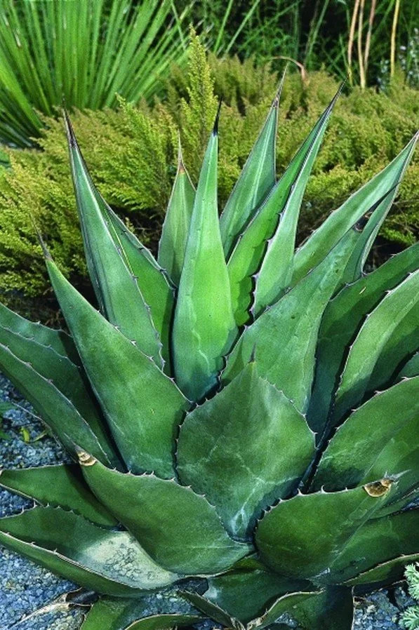 Agave montana (Mountain Agave) — A highland warrior cloaked in frost.