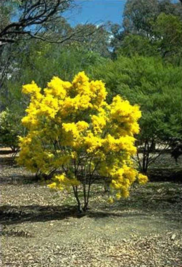 Acacia boormanii  ‘Snowy River Wattle’ — A golden cloud from down under.