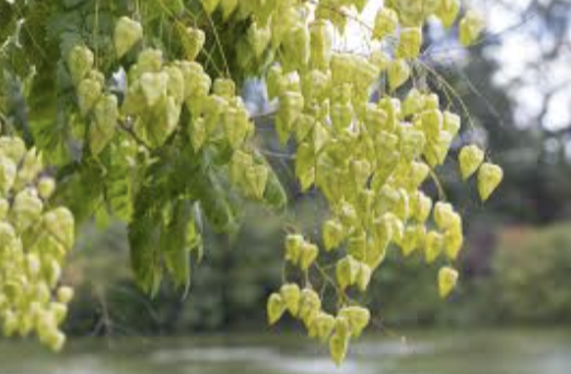 Golden Raintree