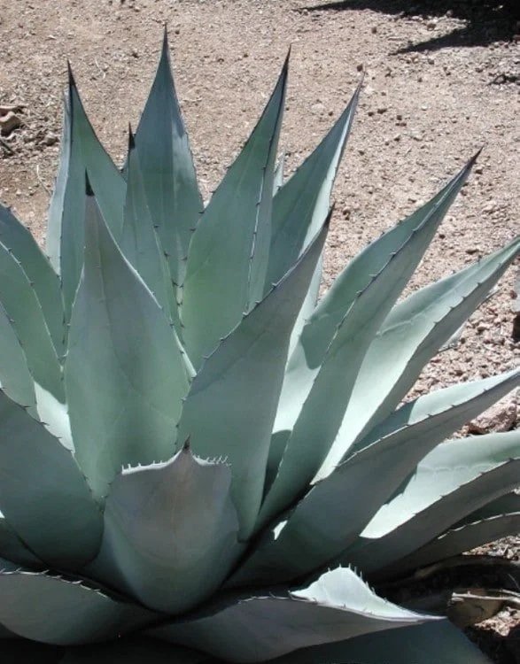 agave_havardiana-9.jpg