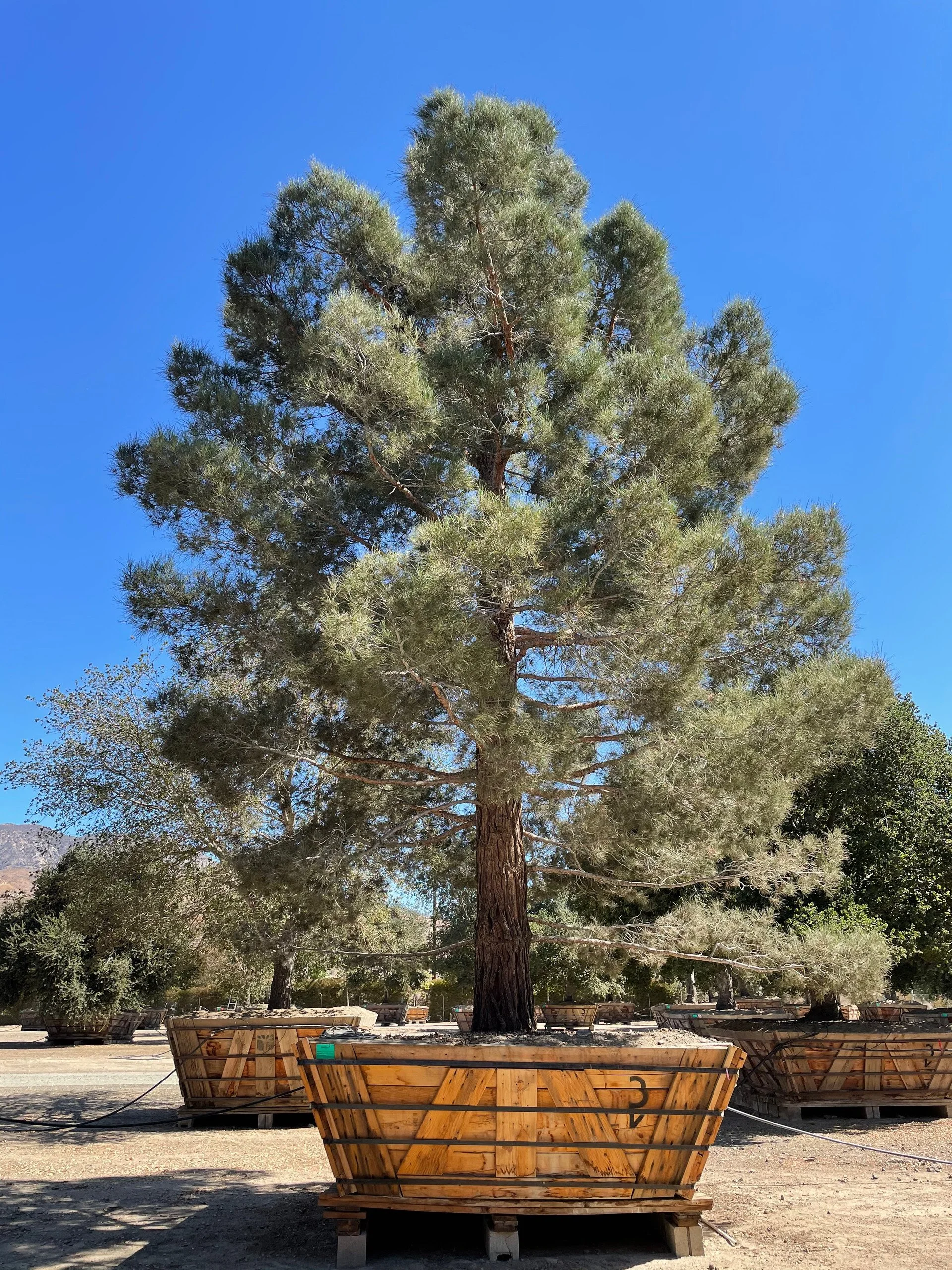 Pinus Eldarica (Afghan Pine) — The desert’s steadfast guardian