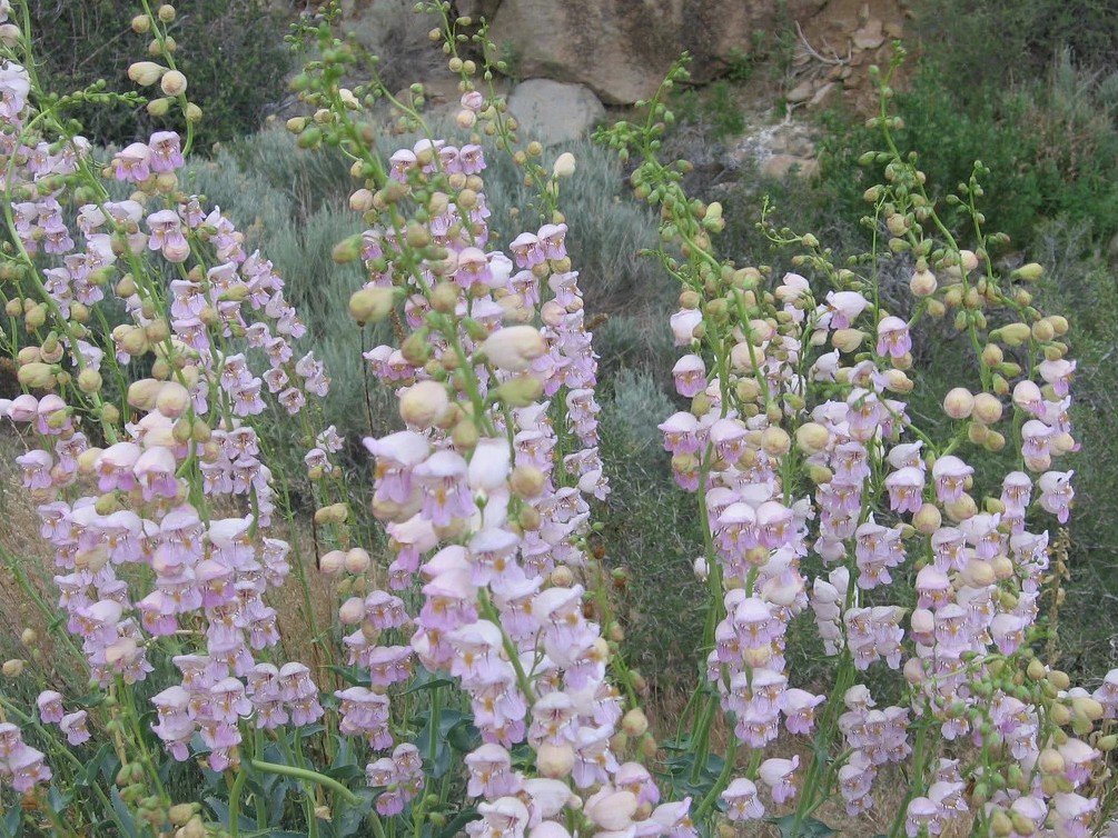 Penstemon Palmeri (Palmer’s Penstemon) - A fragrant giant draped in pale pink trumpets.