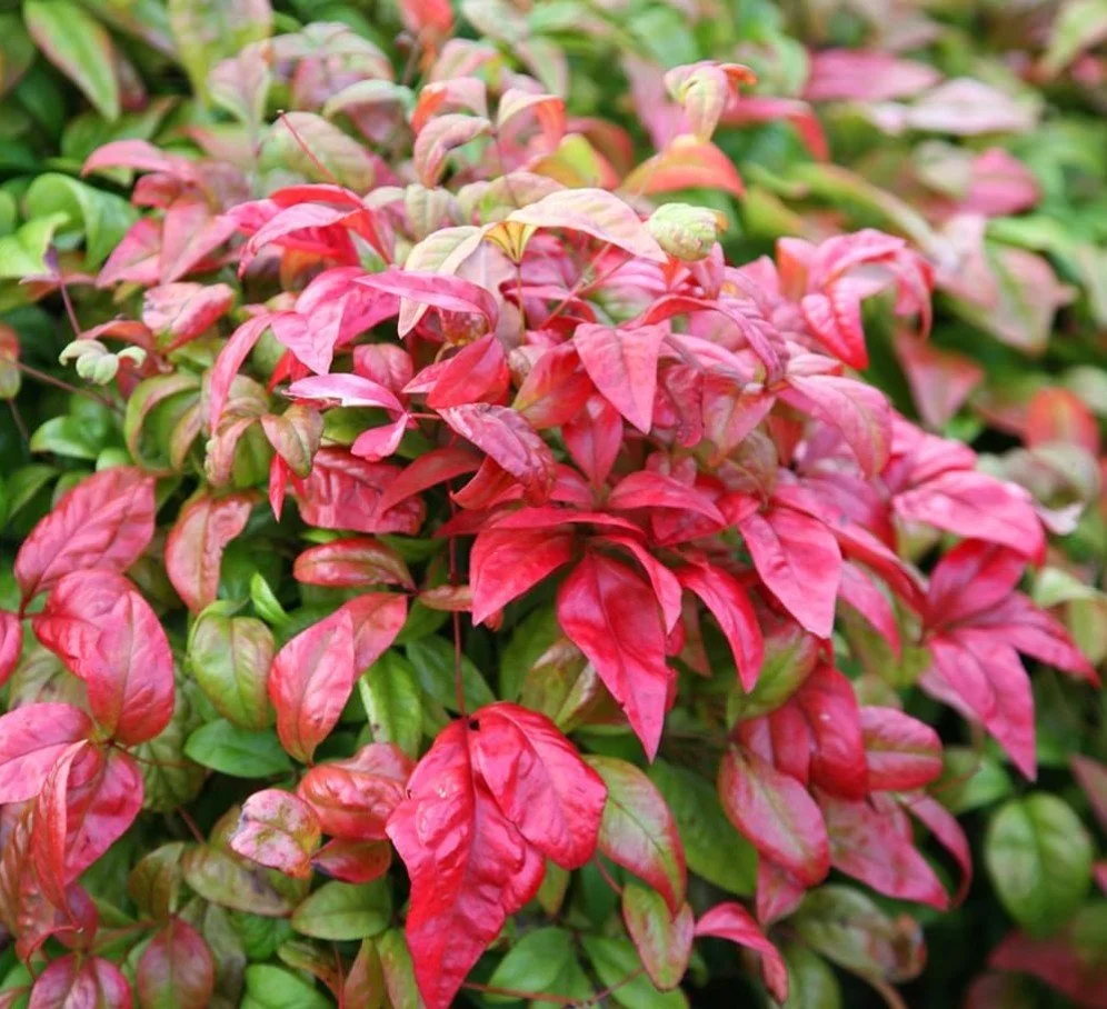 Nandina domestica ‘Firepower’- Firepower Heavenly Bamboo — Short, fiery, and full of spirit.
