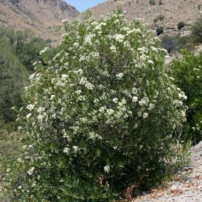 Vauquelinia californica. ‘Arizona Rosewood’  — Refined strength in a silver suit.