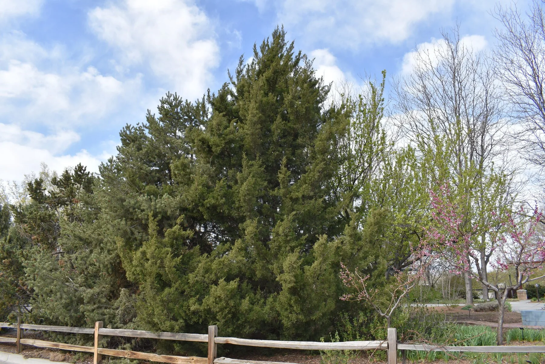 Juniperus Osteosperma (Utah Juniper) — The desert’s twisted storyteller
