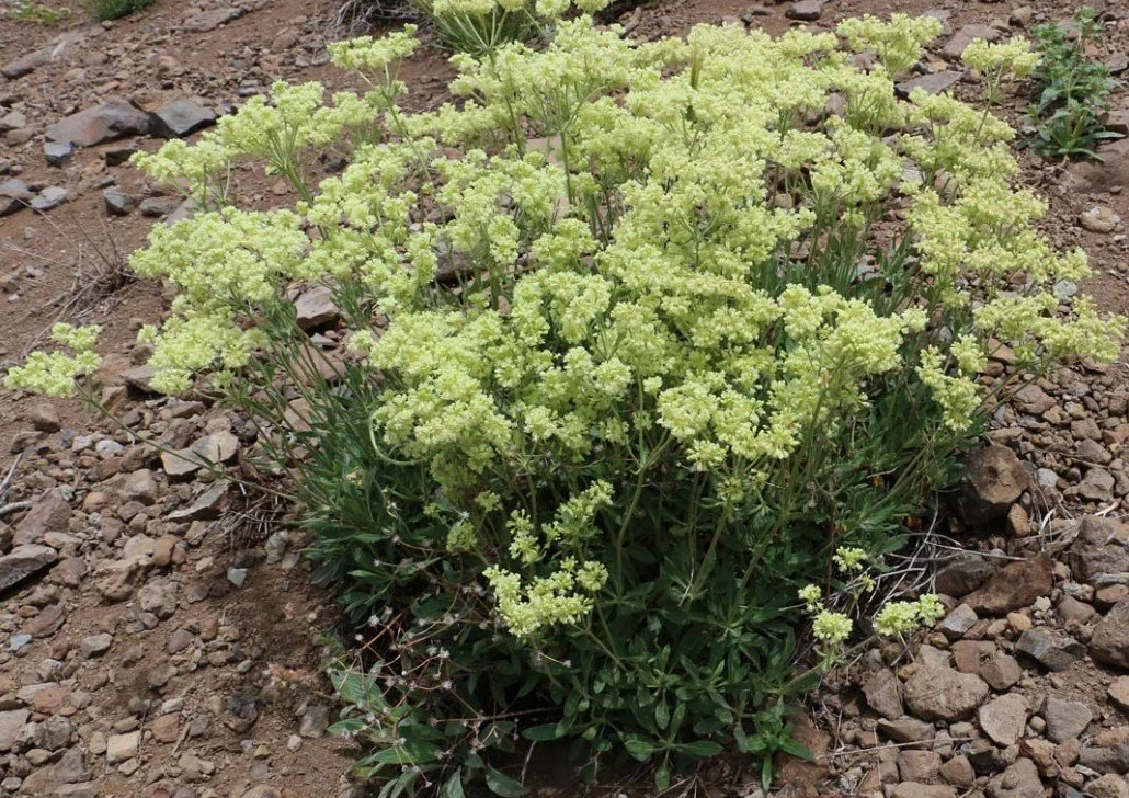 Eriogonum Heracleoides (Parsnip Buckwheat) - A frothy crown of cream on a desert-tough base.
