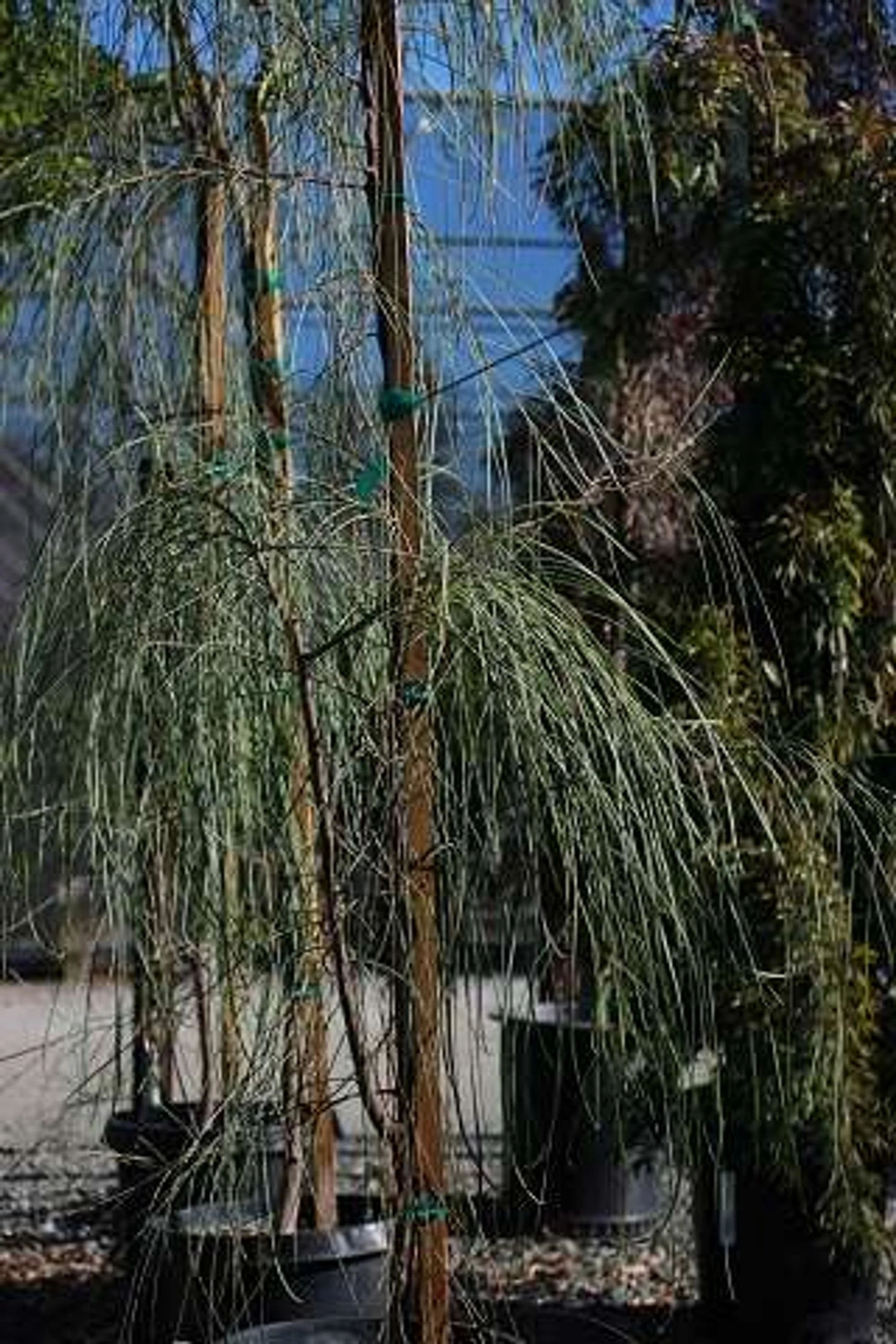 Shoestring Acacia (Acacia stenophylla) — Desert streamers in the wind
