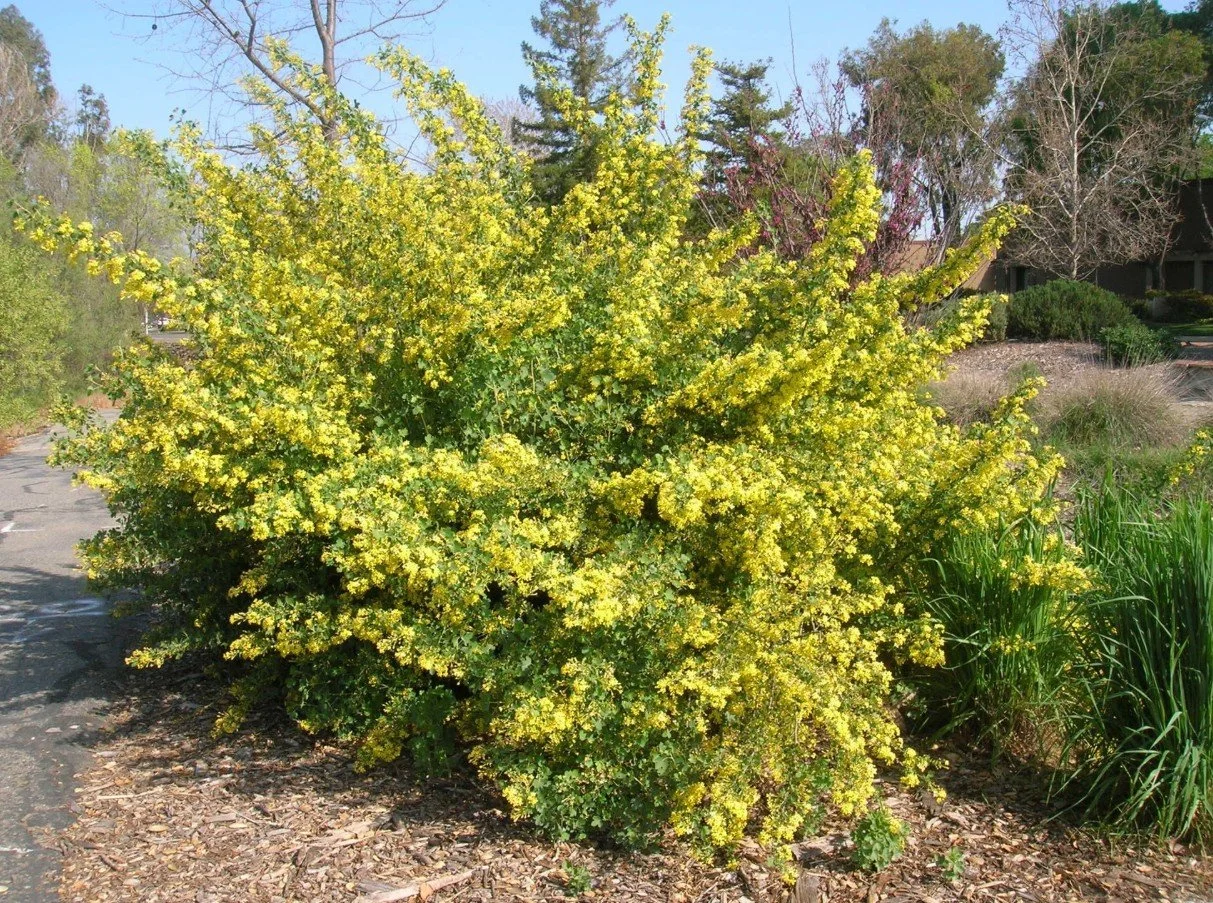 Ribes aureum var. gracillimum ‘Golden Currant’ —A scent of spring on desert air.