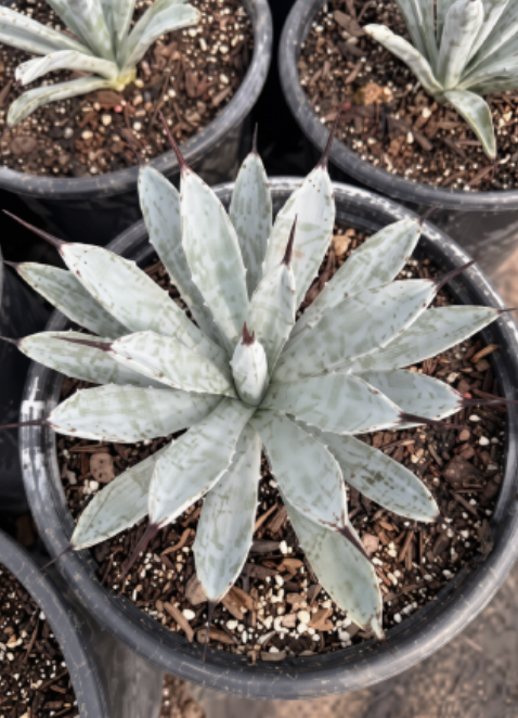 Jet Tip Agave