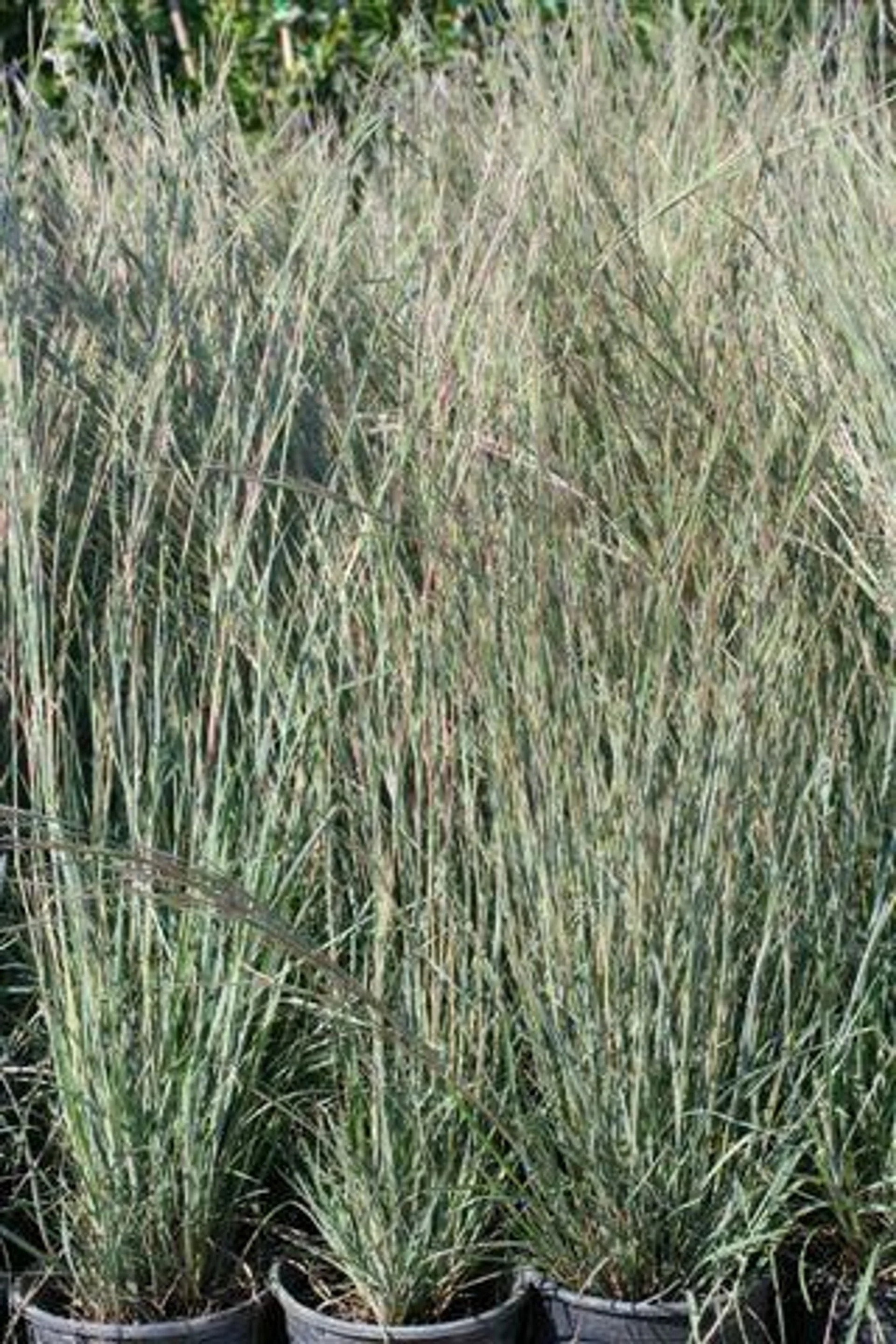 Schizachyrium scoparium (Little Bluestem) — a prairie classic that blazes copper in fall