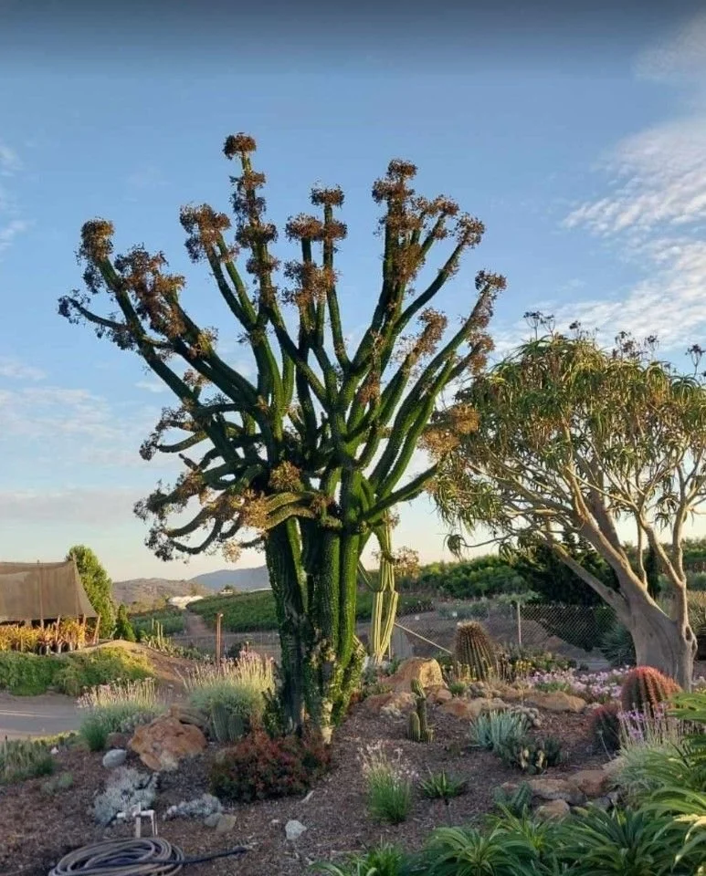 Alluaudia procera (African Ocotillo) — Spiny towers crowned with tiny emerald leaves.