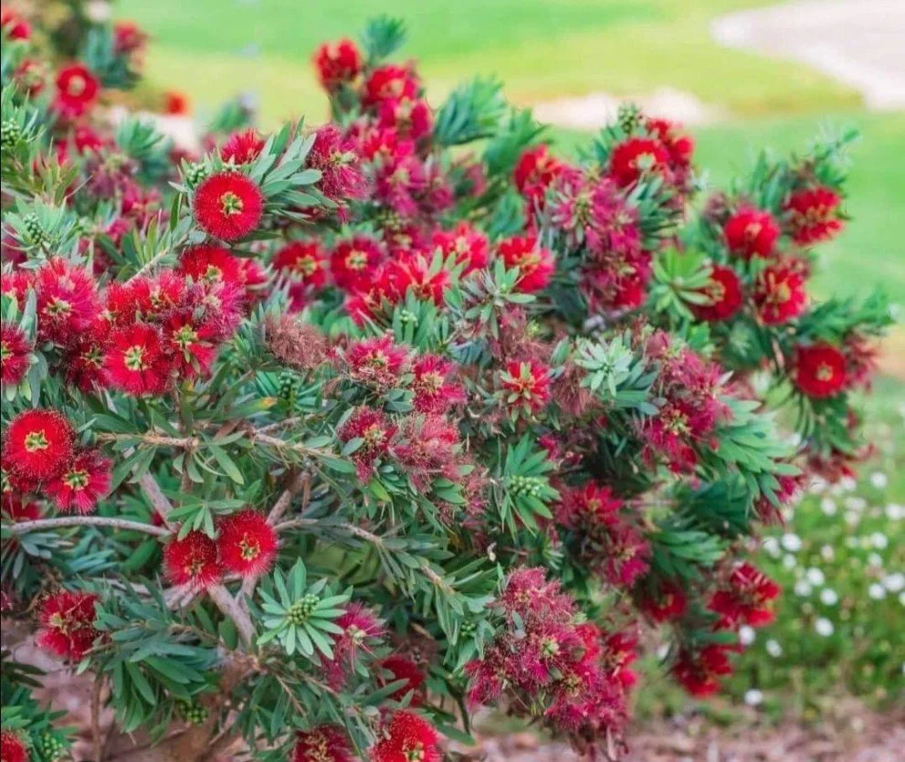 Callistemon ‘Little John’  Dwarf Bottlebrush — Small stature, big personality.