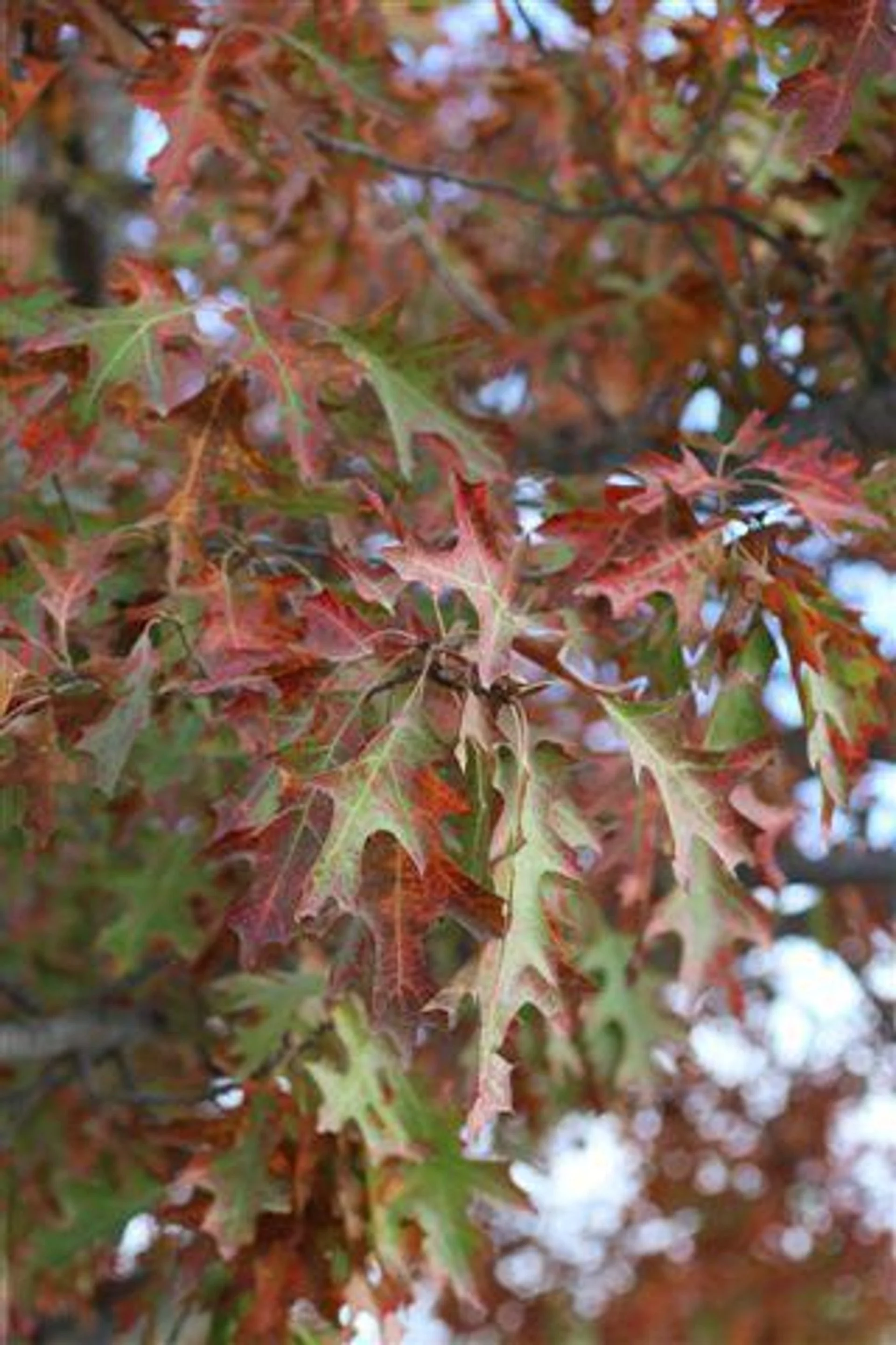 Quercus Shumardii (Shumard Red Oak) — Shade in summer, fire in fall