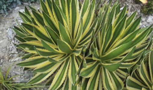 Brilliance Agave