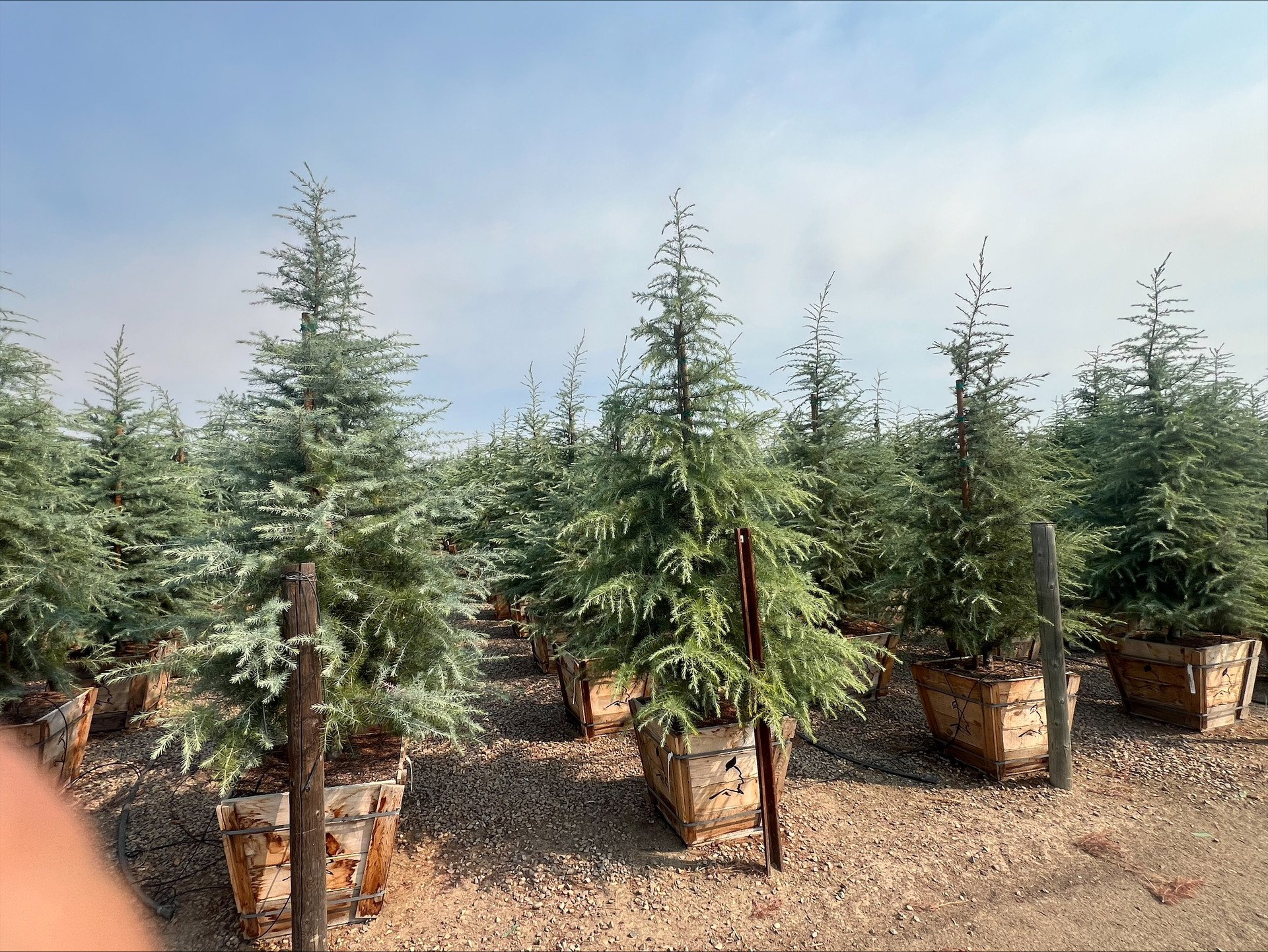 Cedrus Deodara 'Karl Fuchs' (Karl Fuchs Deodar Cedar) — Blue ice carved into living form