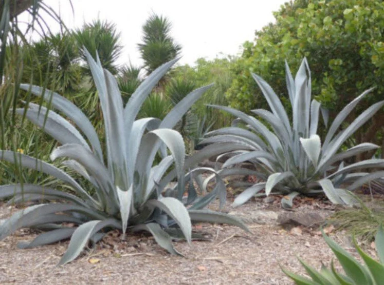 Agave majestica (Majestic Agave) — Regal blue-green rosettes crowned with presence.