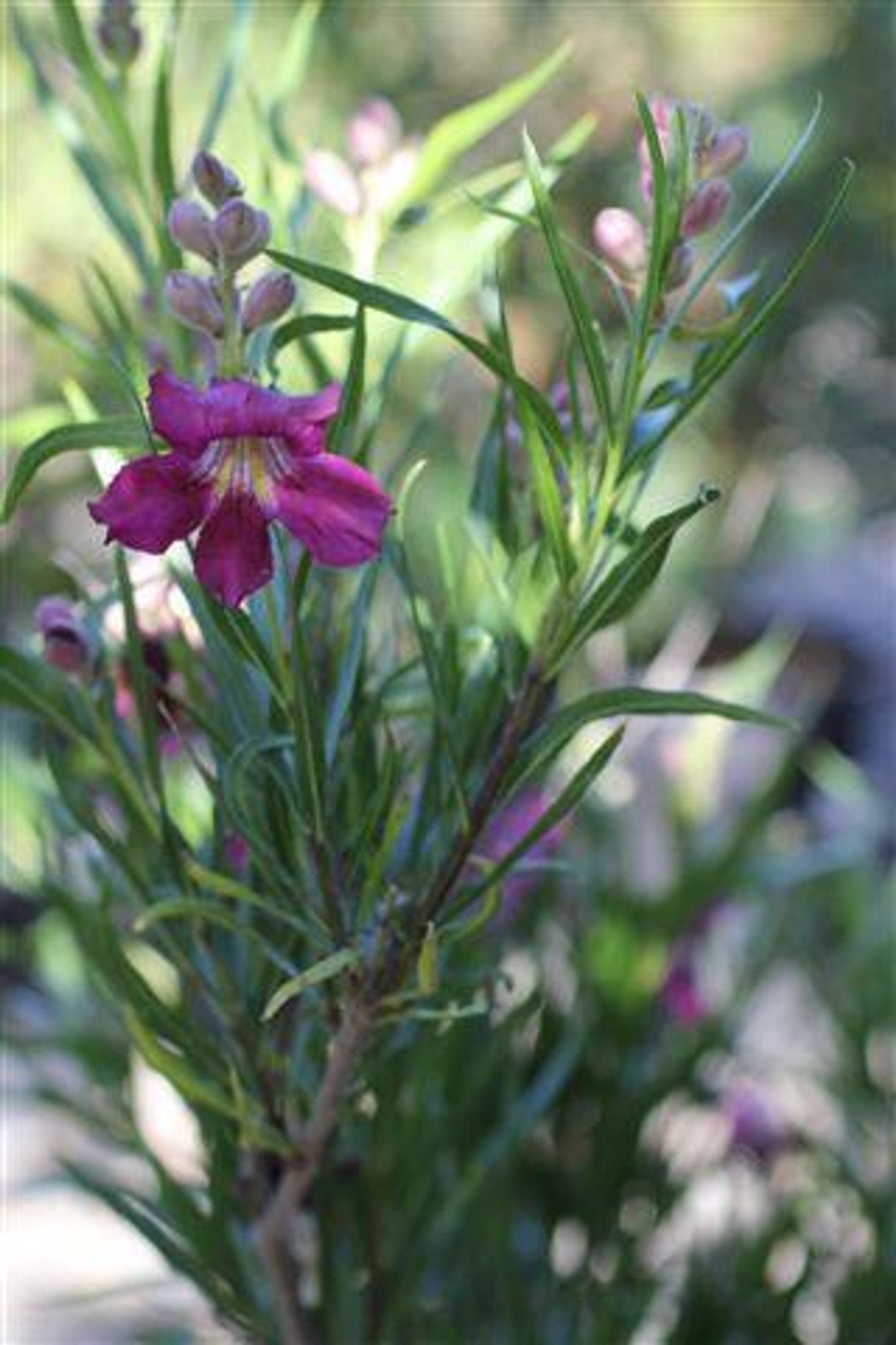 Chilopsis Linearis 'Burgundy Lace' (Desert Willow) — Velvet blooms on desert air