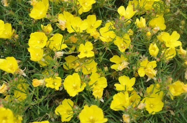 Calylophus drummondianus.   ‘Texas Sundrops’ — Golden joy on the leanest soil.