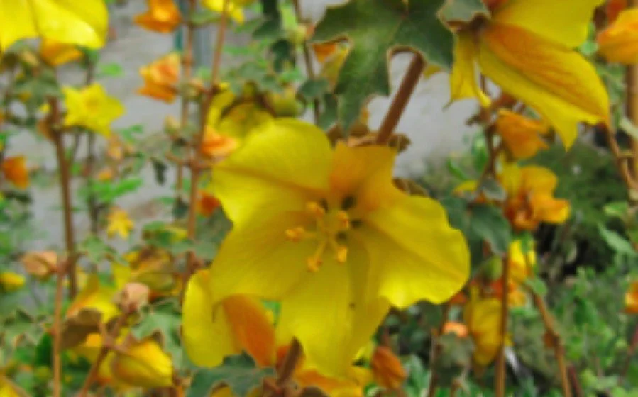 Fremontodendron mexicanum  ‘San Gabriel Flannel Bush’  — Golden velvet for rugged places.