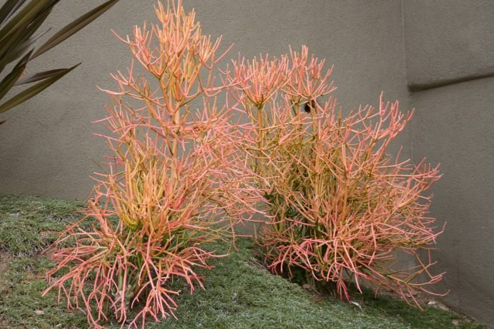 Euphorbia tirucalli (Desert Pencil Bush / Firesticks) — A living sketch of coral branches.