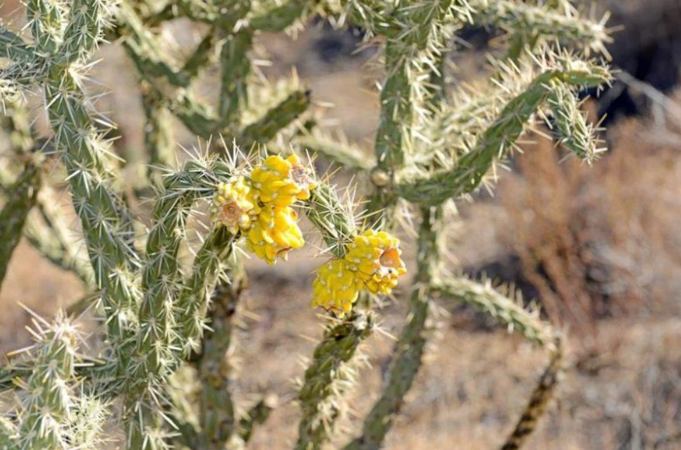 Cylindropuntia imbricata (Tree Cholla) — Purple blooms atop a spiny desert tree.