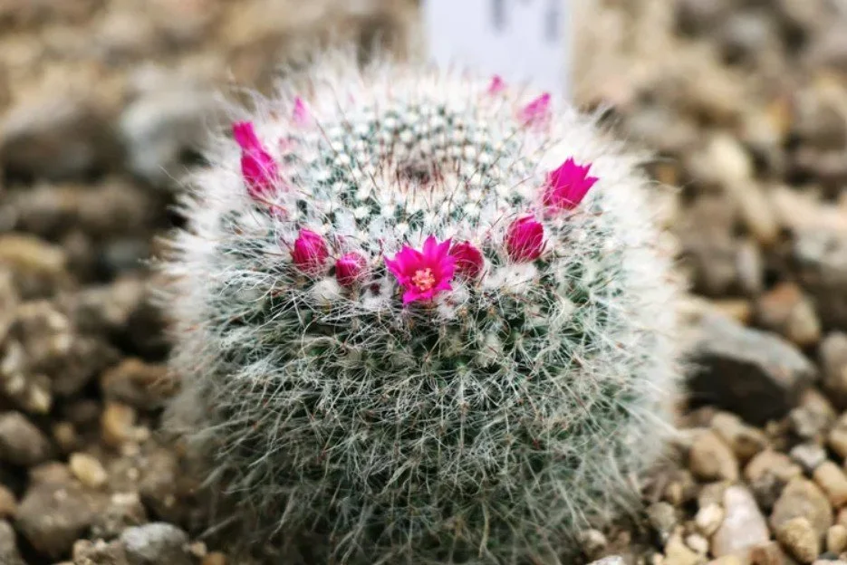 Mammillaria sp. (Mammillaria Cactus) — A pincushion brimming with pink blooms.
