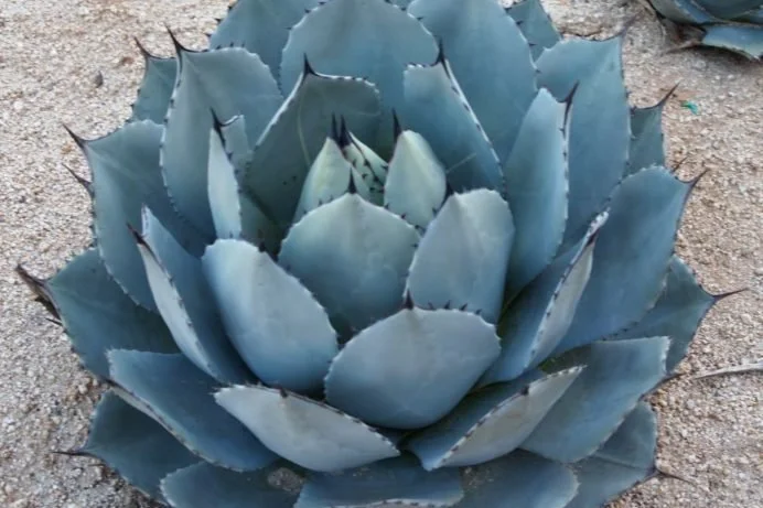 Agave parryi (Parry’s Agave) — Blue-gray rosettes with a frosted crown.