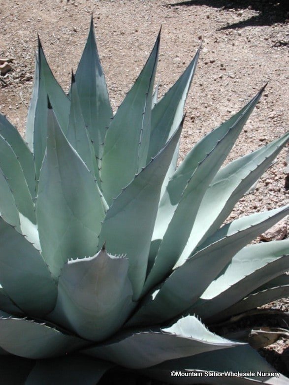 Agave havardiana (Havard’s Century Plant) — A fortress of steel-blue leaves.