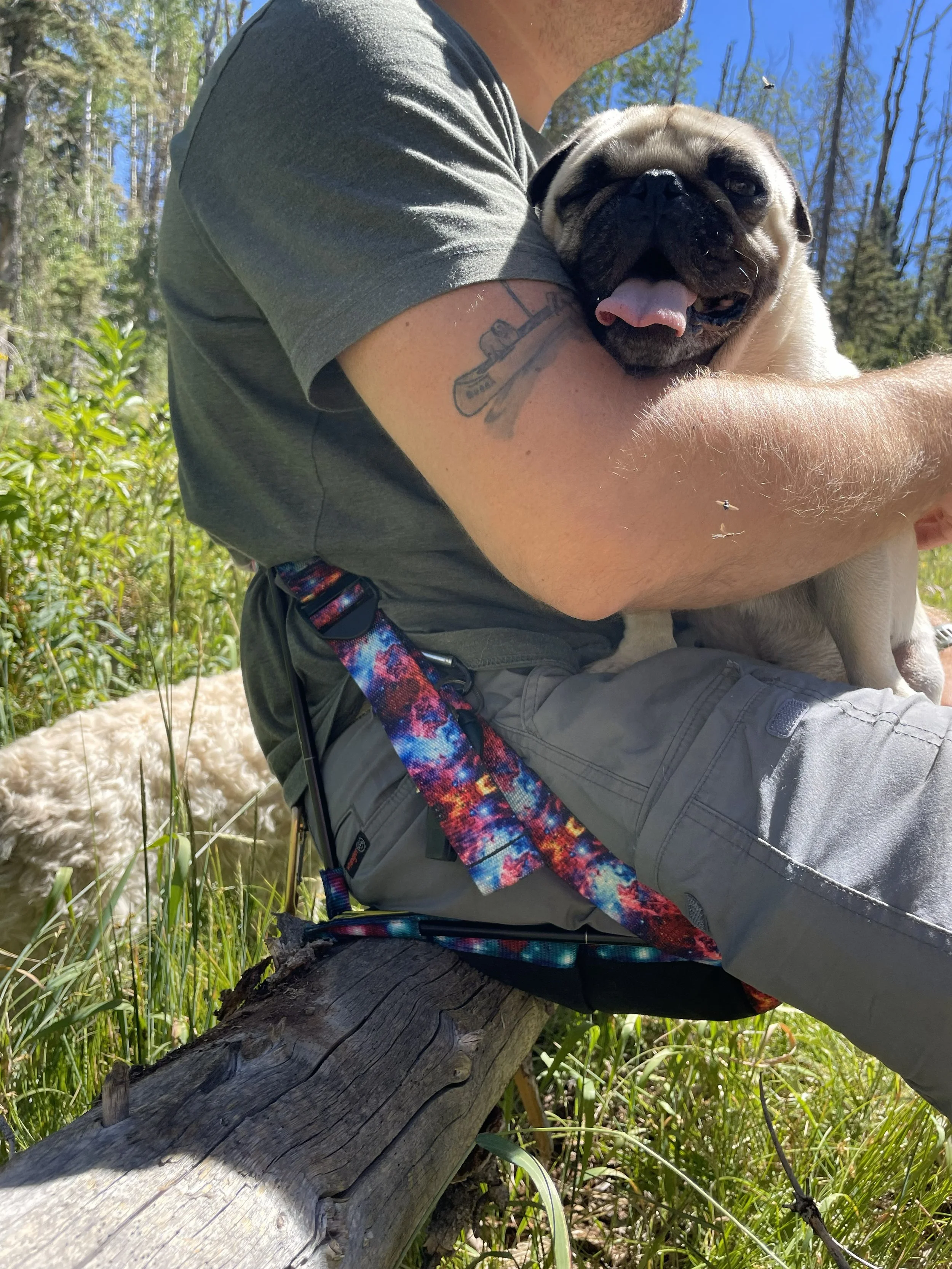 A person holding a happy pug dog outdoors in a forested area with tall trees and green grass on a sunny day.