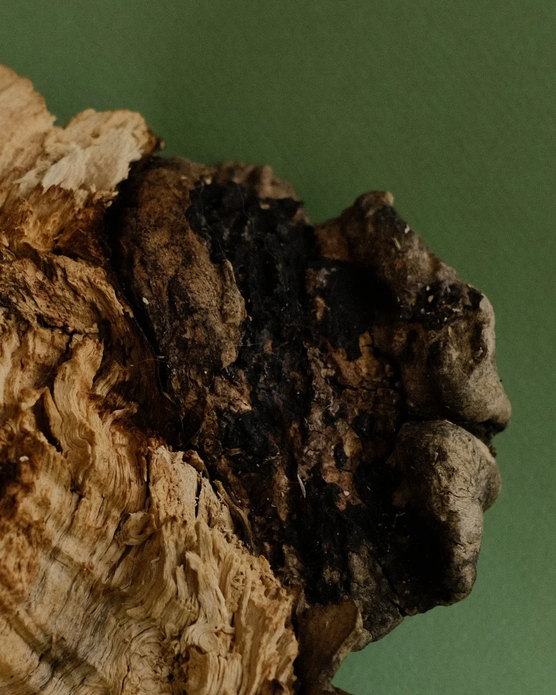 08_BurledWood_Photos2.jpg
