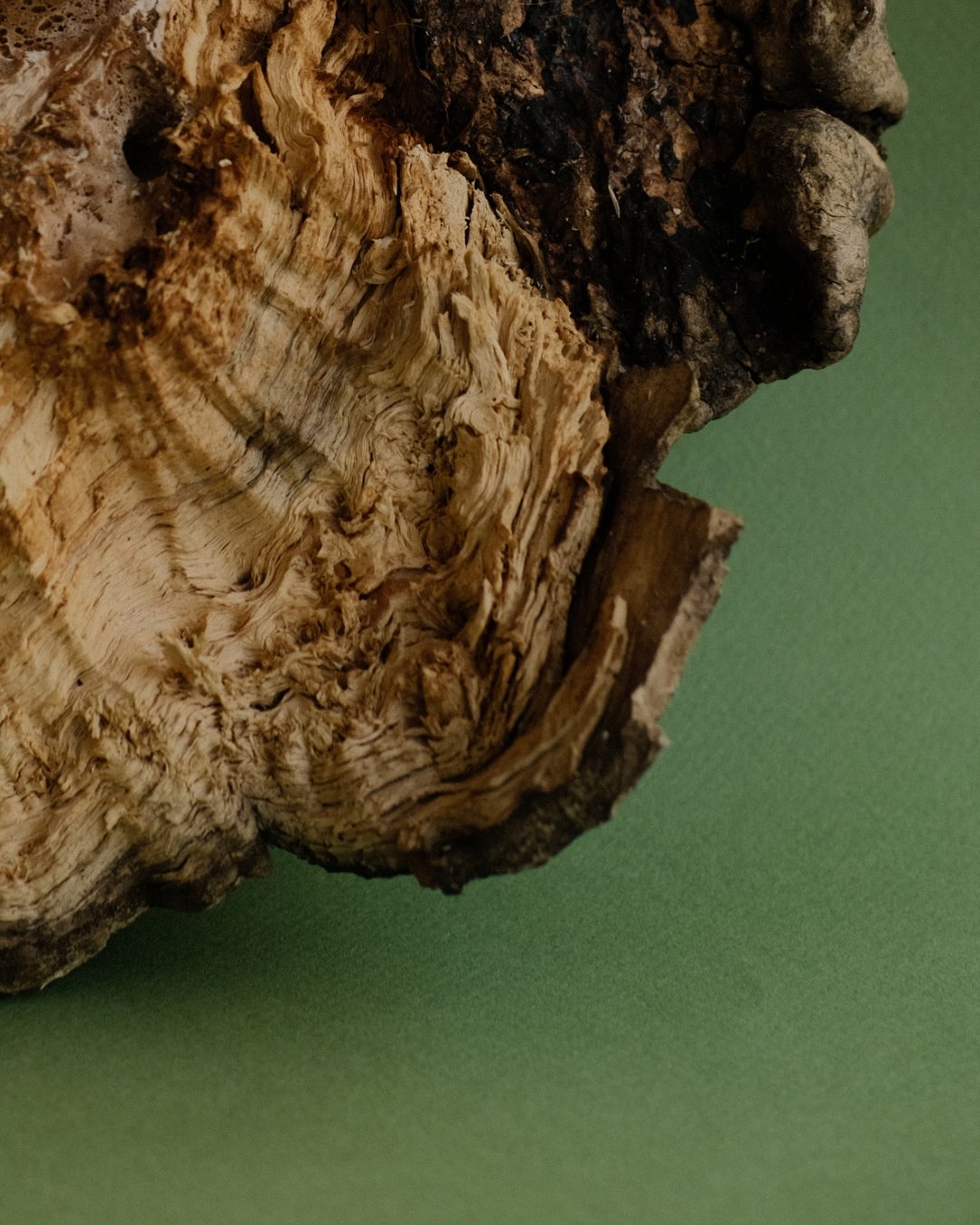 06_BurledWood_Photos3.jpg