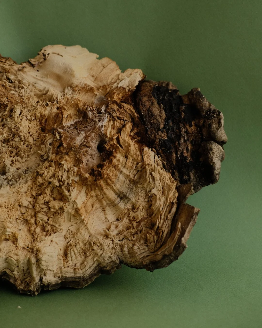 05_BurledWood_Photos4.jpg