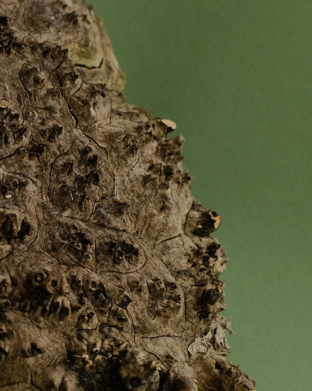 02_BurledWood_Photos5.jpg