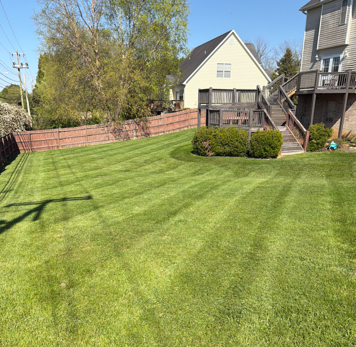 A backyard with a well-maintained, green lawn, a wooden fence, and houses in the background. There is a raised deck with stairs and bushes around its base.