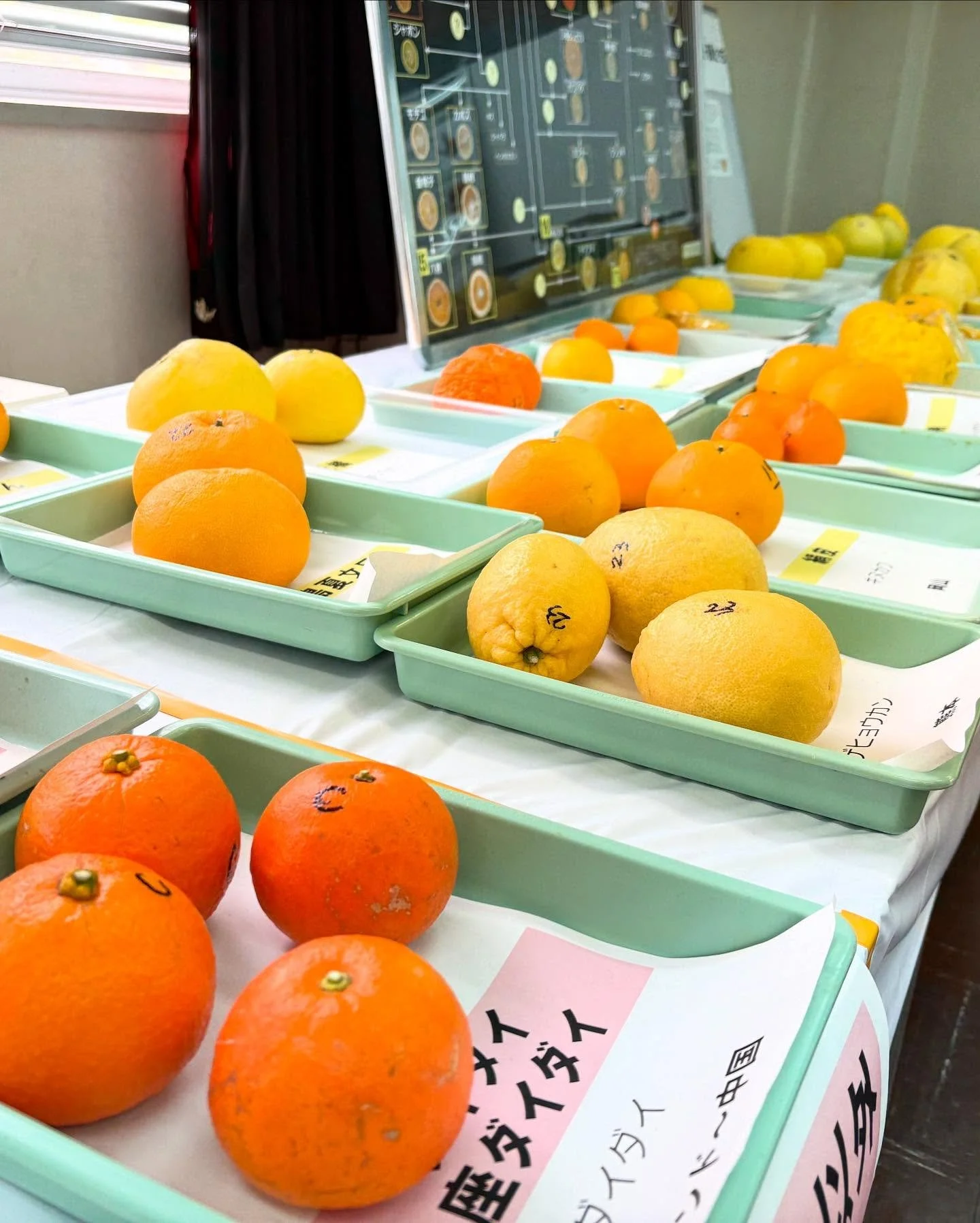 🍊柑橘の要所・興津試験場を訪問🍊

先日、興津果樹試験場の年に一度の一般公開日に行ってきました！

ここは1920年設立の由緒ある国の試験場で、もともとは果樹と野菜の研究を行う園芸試験場として開設された場所。

初代場長は国会開会時に大臣級として参加していたほど、重要な機関だったそうです！

そして、日本の柑橘研究の中心地としても知られ、多くの代表的な品種が育成されてきました。

その中でも特に有名なのが&hellip; 「清見（きよみ）」！🍊

清見は、温州みかん&times;オレンジの