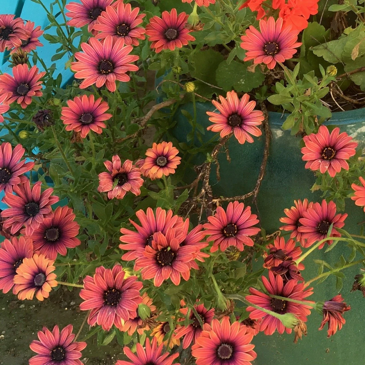 Natural Fabric Dyeing