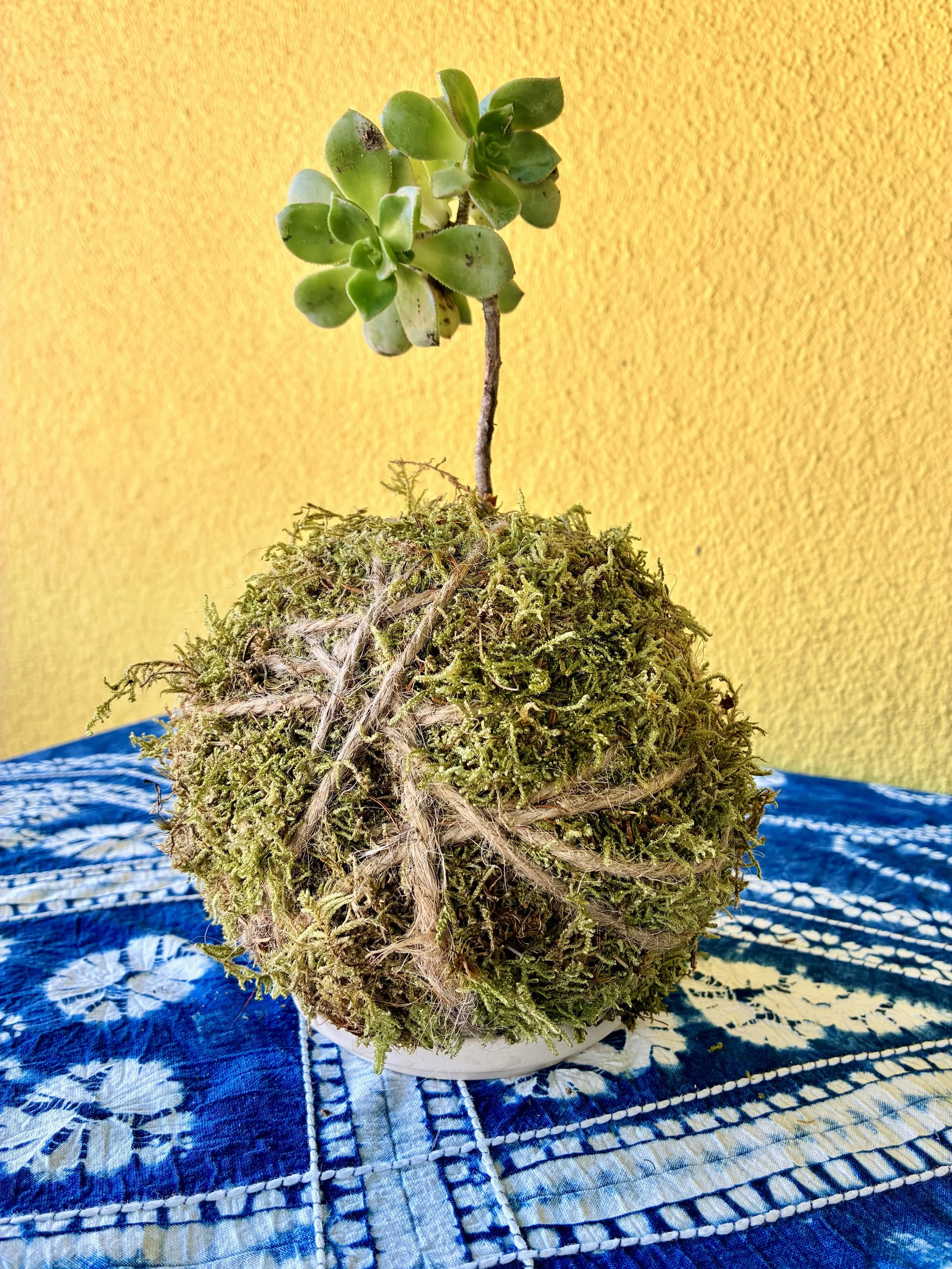 Kokedama - March 19th
