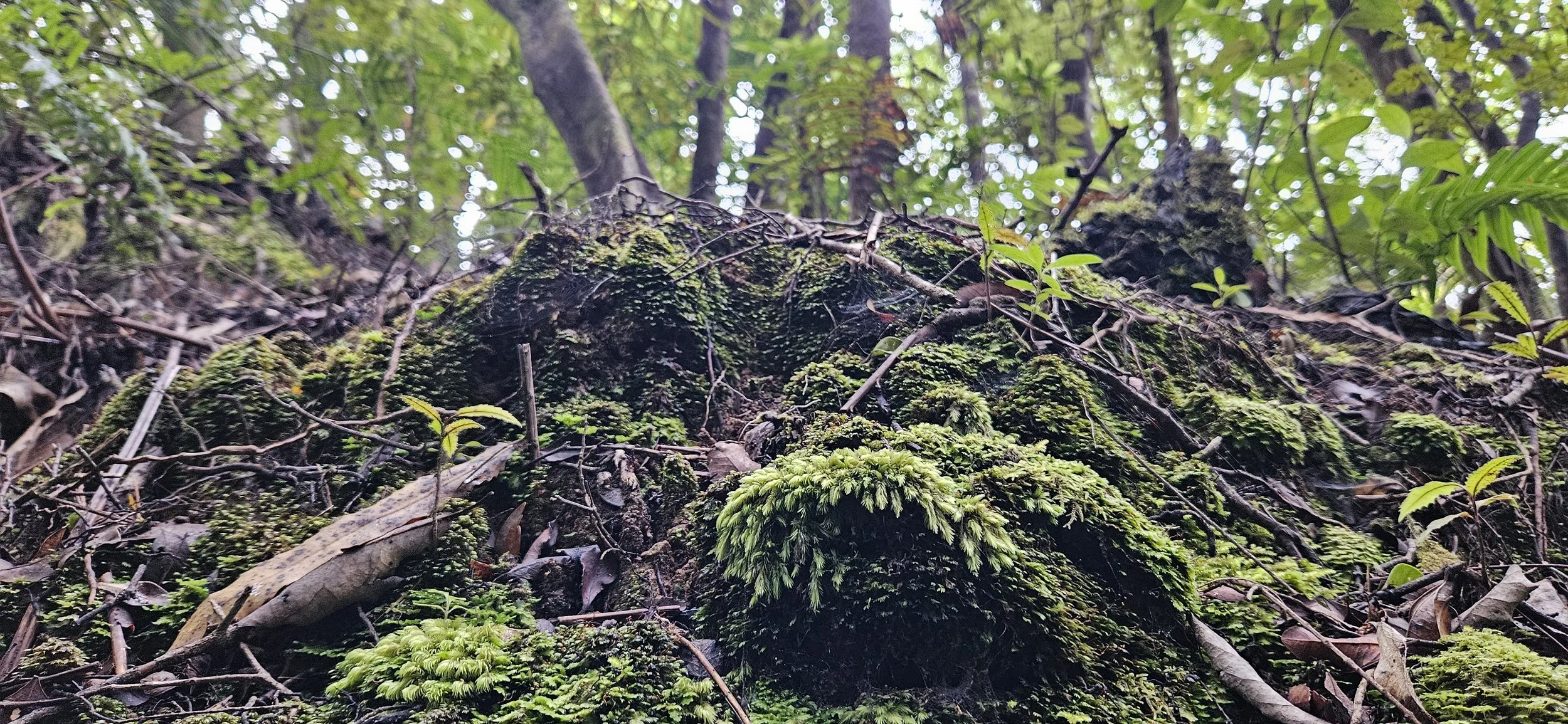The Trailhead