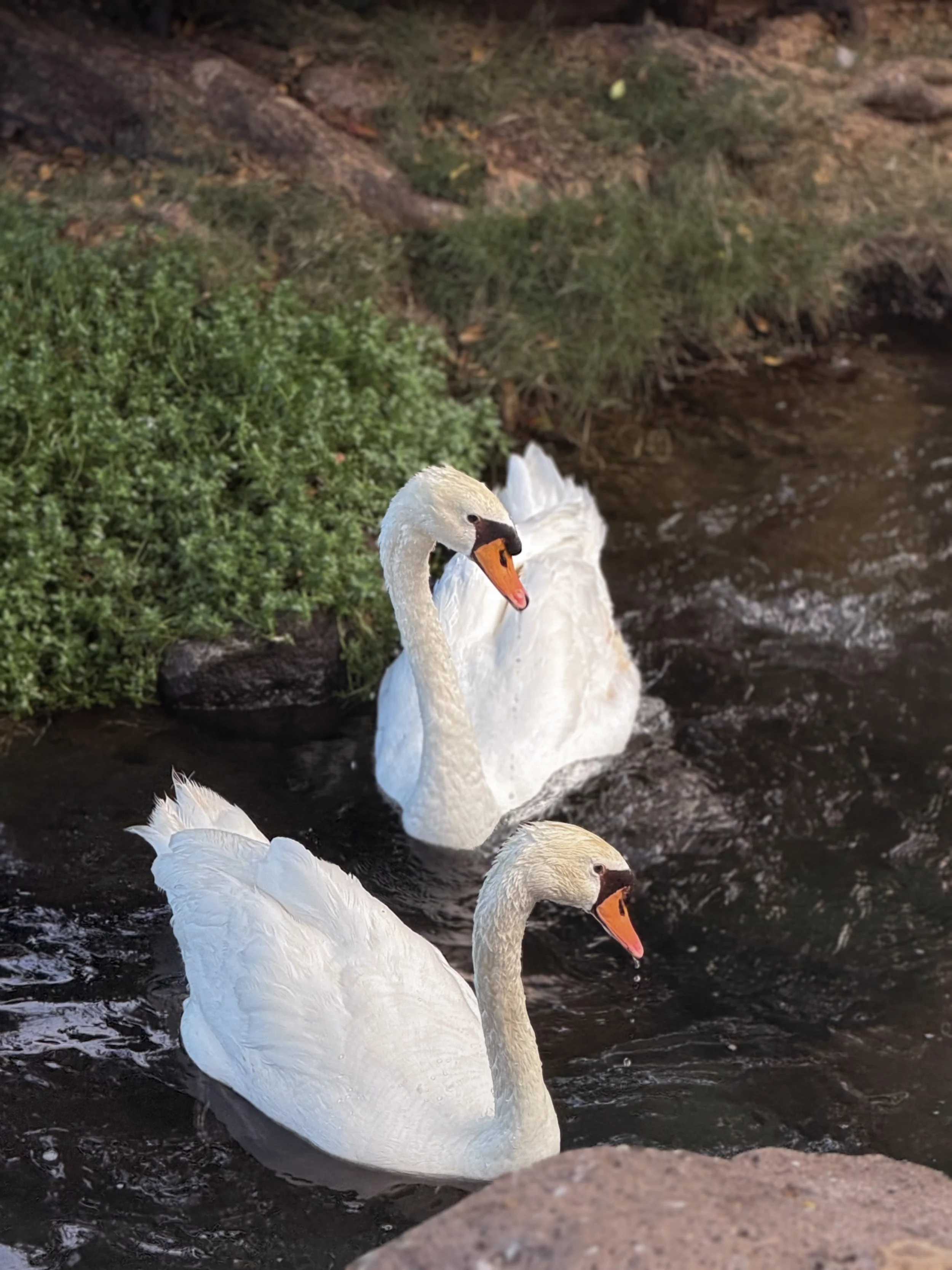 Swans in paradise. 🤍