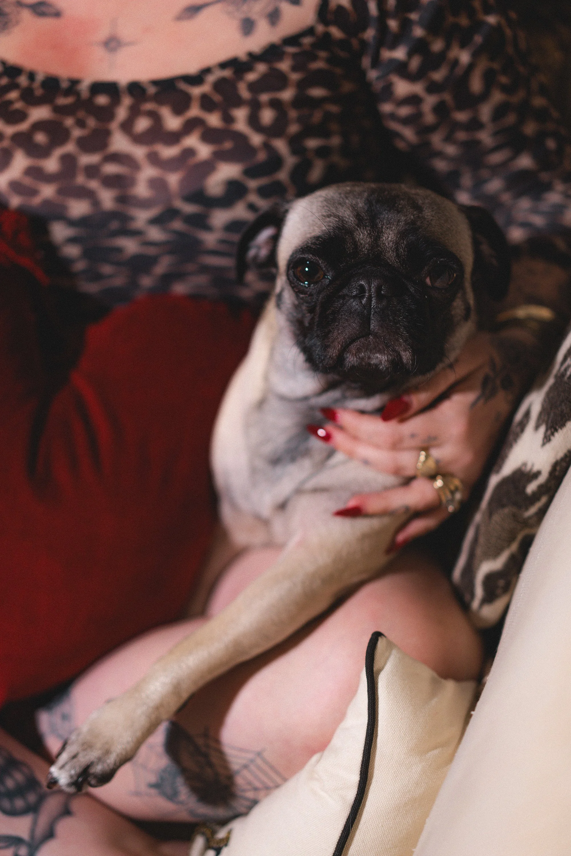A small pug dog with a fawn coat and black facial markings sitting on a person's lap. The person has red painted nails and is wearing a leopard print top. The scene appears cozy with pillows and a patterned blanket.