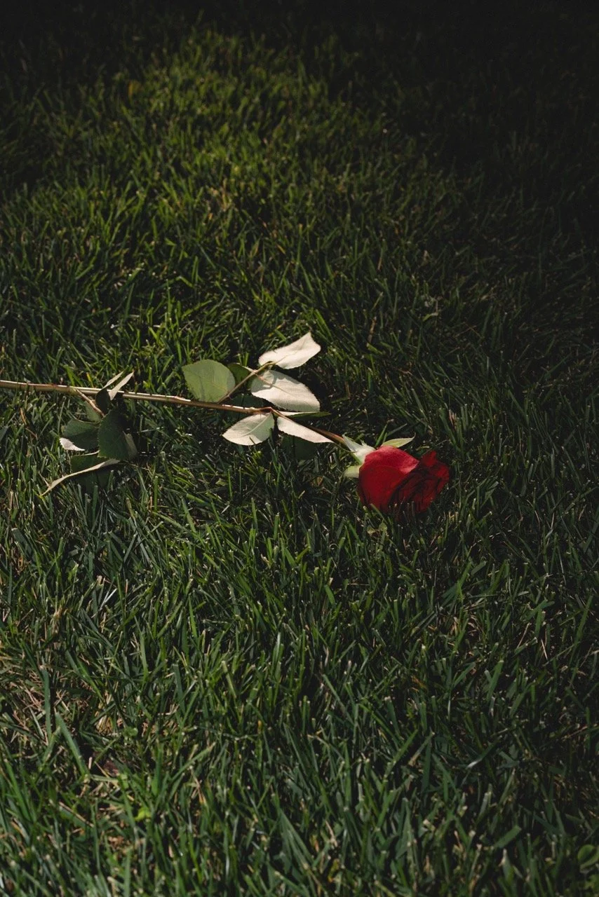 A red rose lying on green grass at night.