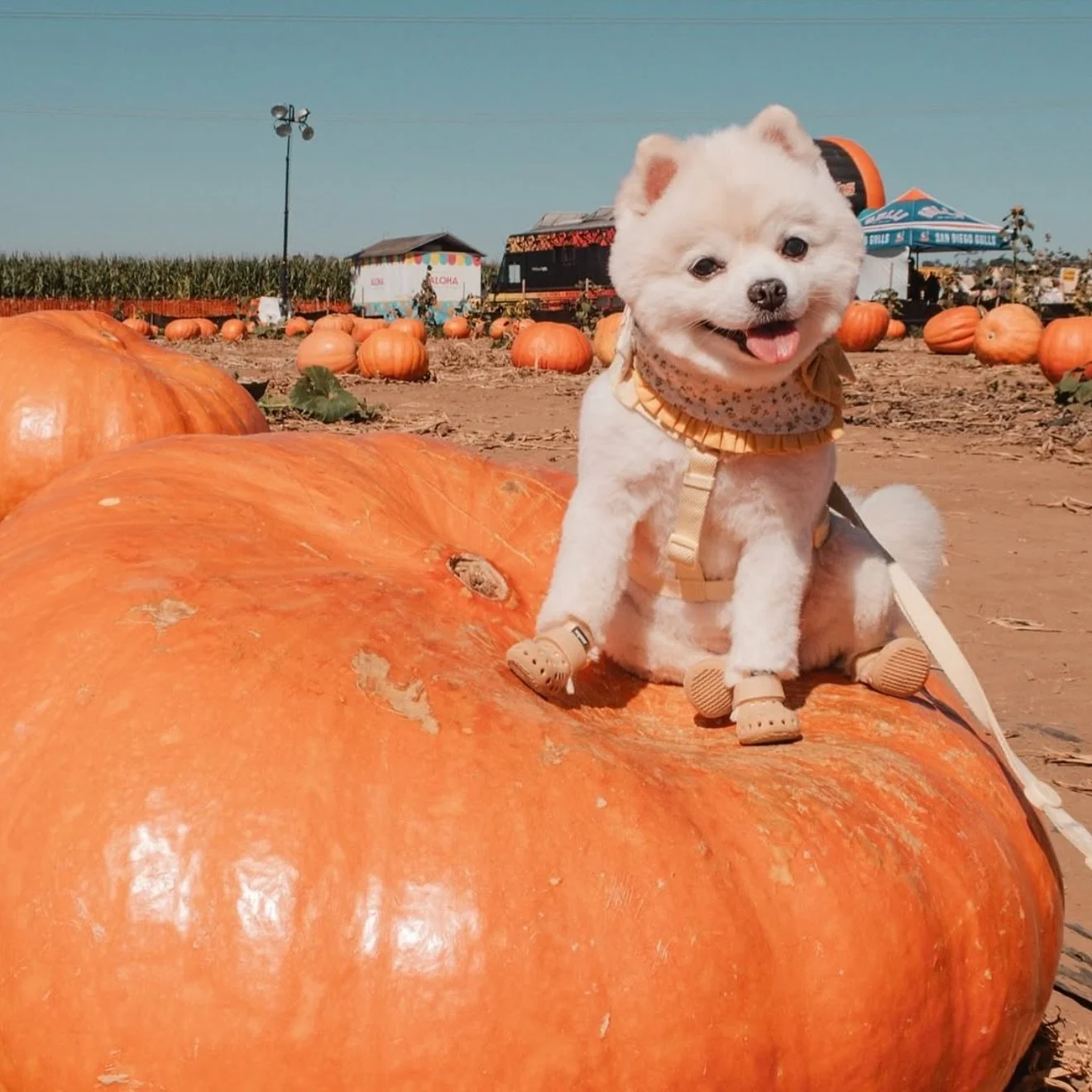 It&rsquo;s officially &ldquo;Take Your Dog to the Pumpkin Patch&rdquo; Month! Here&rsquo;s a roundup of some of our favorite pumpkin pups that have visited the famous Carlsbad Pumpkin Patch!

📍: @_carlsbadstrawberrycompany 

1st pup pic: @yukiloveyu