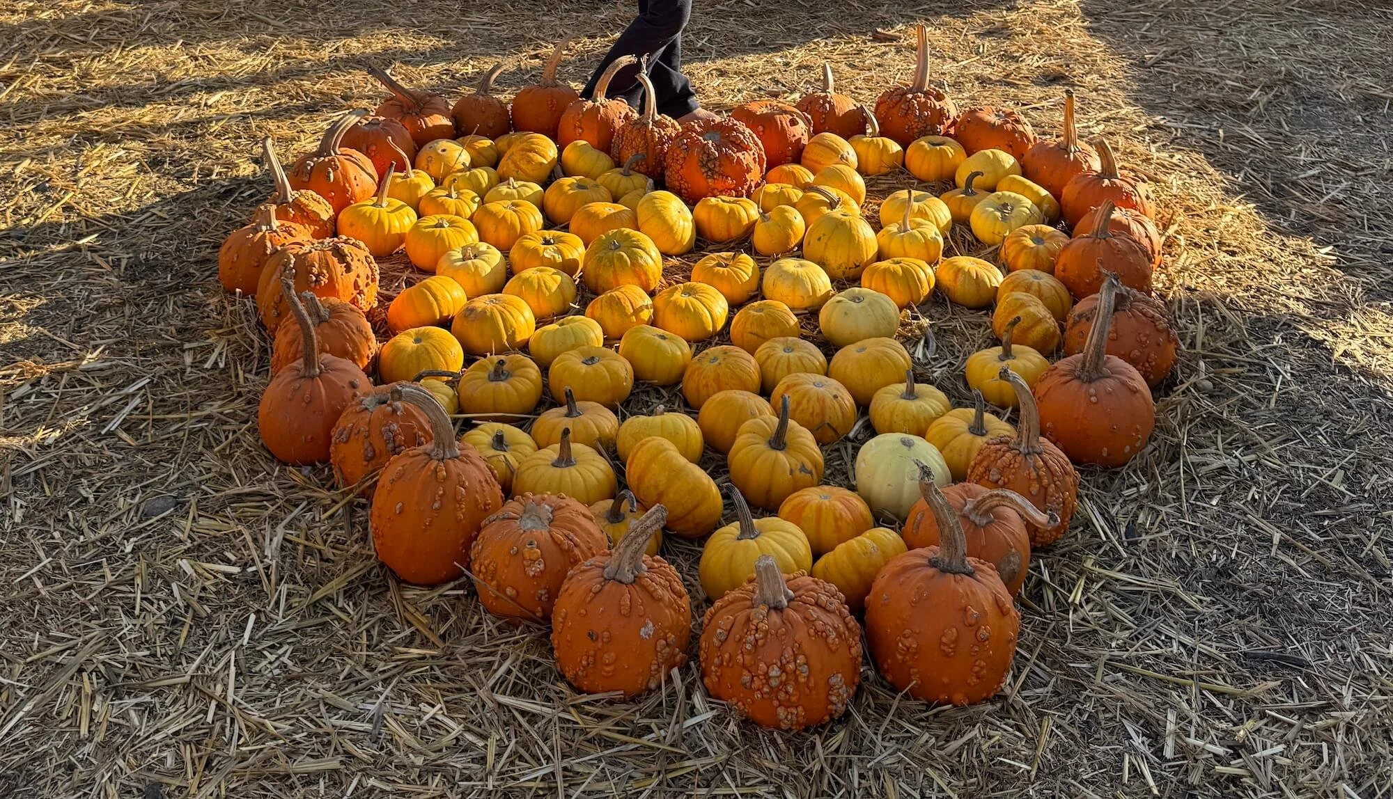 A Guide to Pumpkin Patches in and Near Carlsbad