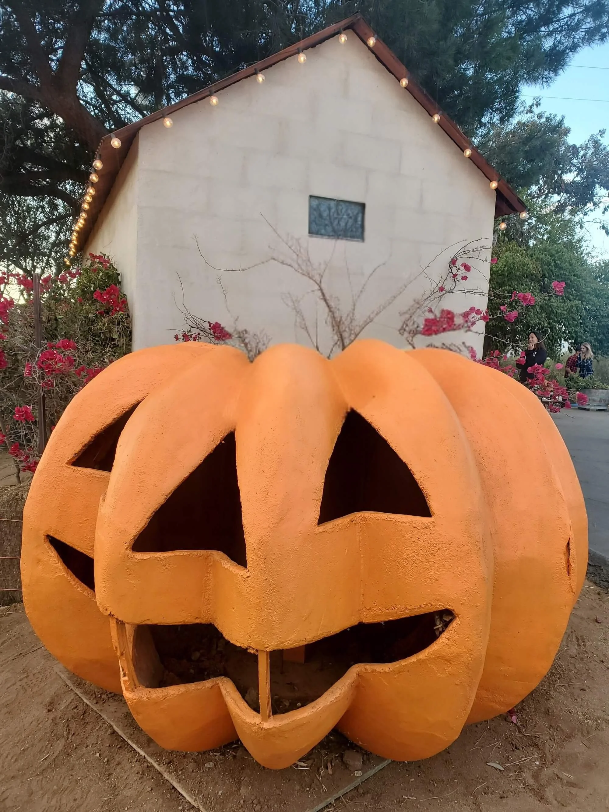 fallbrook pumpkin patch (1).jpg