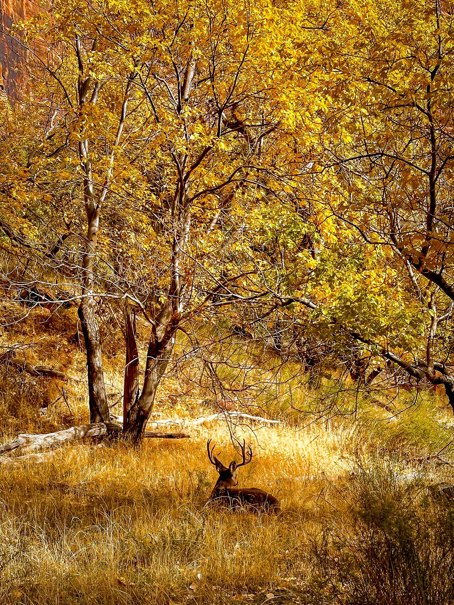 Mule Deer at Zion