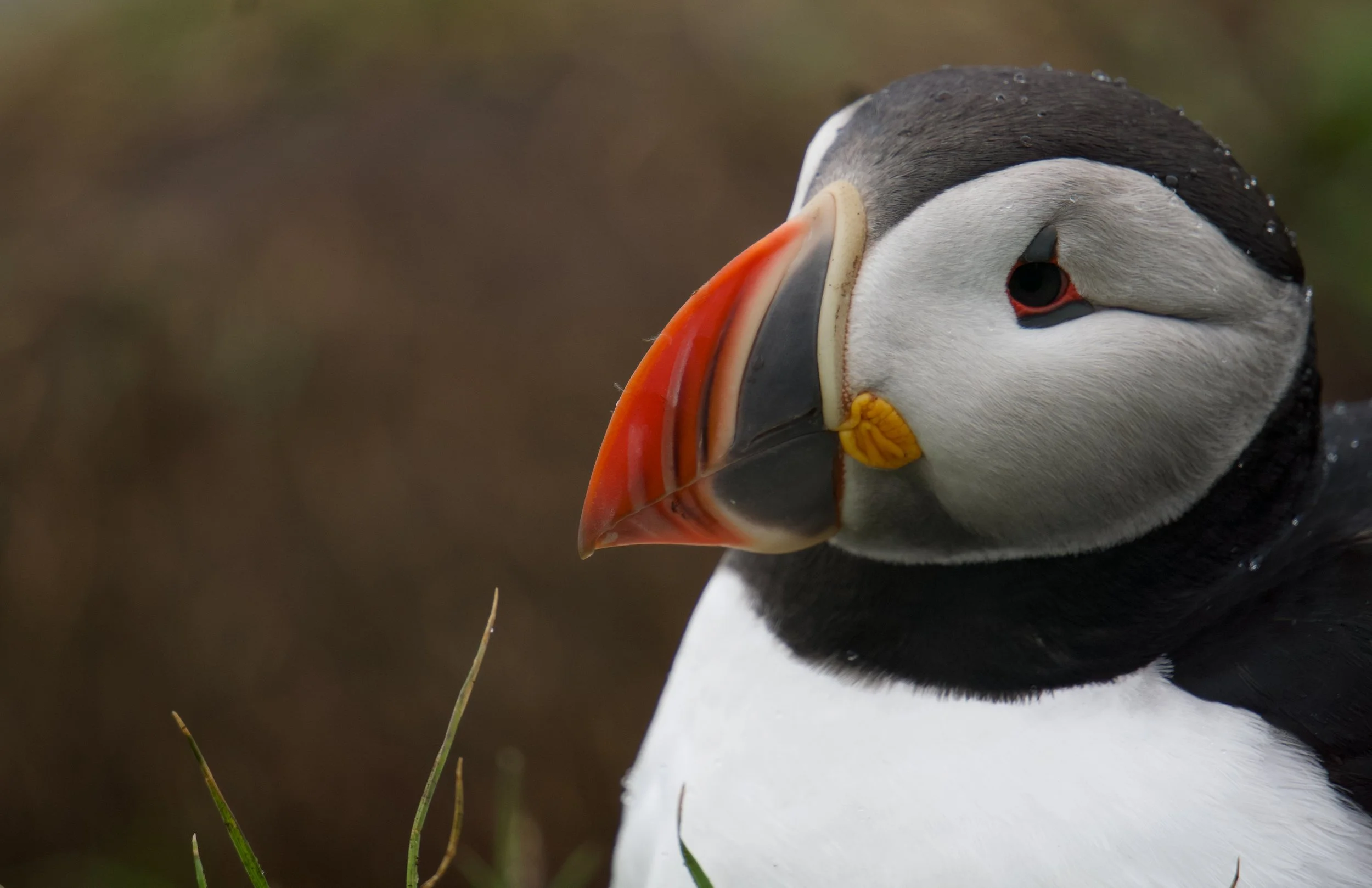 Puffin at Borgarfjörður Eystri 