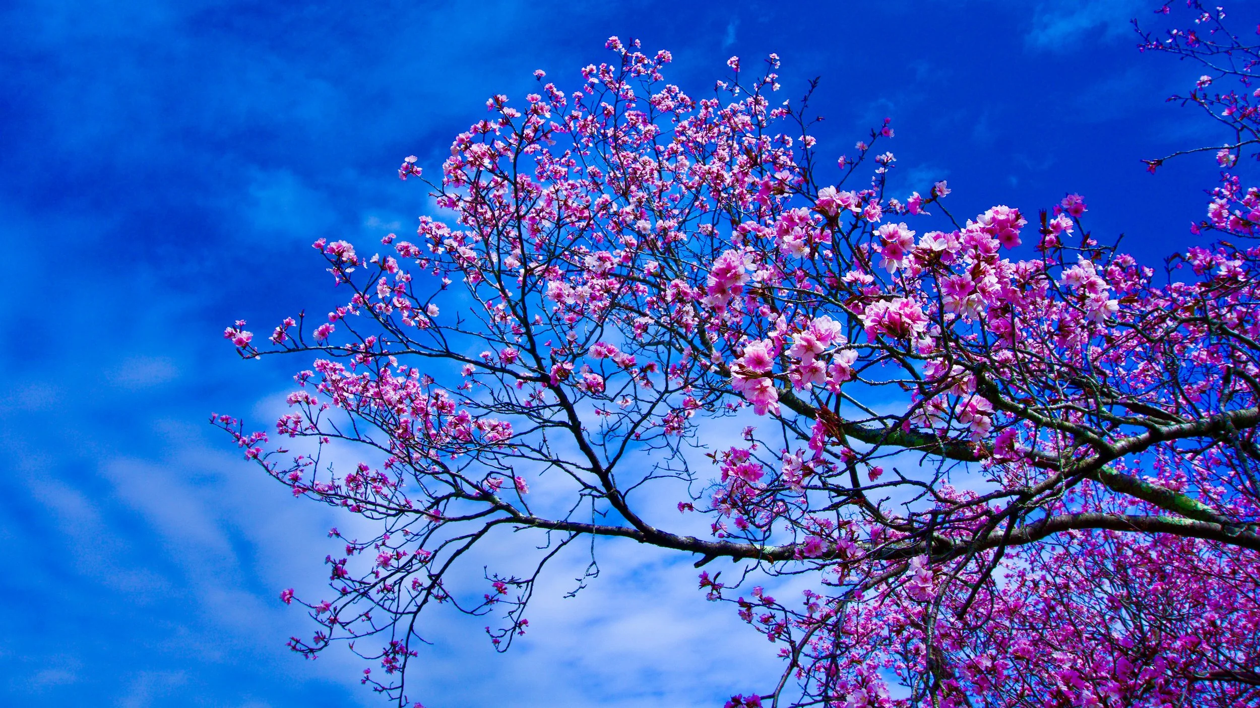 Arnold Arboretum, Boston